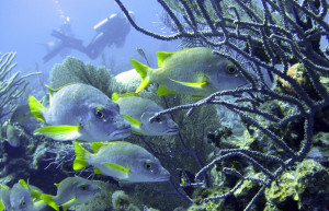 Дайвинг у Литтл-Каймана, Каймановы острова. Фото 2 – фотографии Каймановых островов