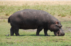 Chobe_joehobu – фотографии Ботсваны