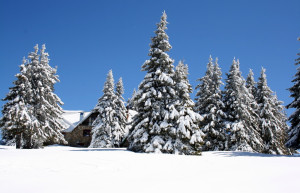 Природа в Пампорово, Болгария. Фото 2 – фотографии Болгарии