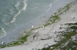 Птицы на берегу в Крапец, Болгария – фотографии Болгарии