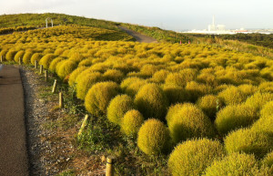 Национальный парк Хитачи, Хитатинака, Япония – фотографии Японии