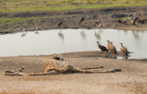 Chobe_kaelkirjak – фотографии Ботсваны