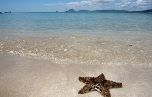 Звезда на пляже в окрестностях Ле-Труа-Иле – фотографии Мартиники