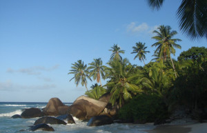 Пальмы на острове Силуэт, Сейшелы – фотографии Сейшельских островов