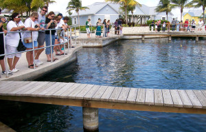 Ферма Черепах в Джорджтауне – фотографии Каймановых островов