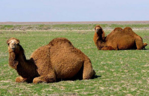 Туркестан, Казахстан, фото № 67606 – фотографии Казахстана