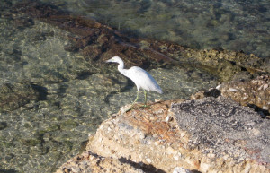 Птица в Ранэвэй Бэй, Ямайка – фотографии Ямайки