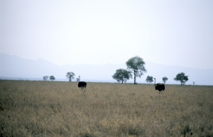 Национальный парк Омо, Эфиопия. Фото 4 – фотографии Эфиопии