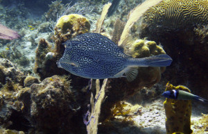 Дайвинг у Литтл-Каймана, Каймановы острова. Фото 3 – фотографии Каймановых островов