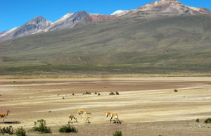 Салинас и Агуада-Бланка (заповедник) – фотографии Перу