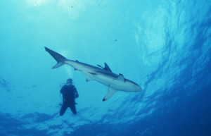Подводный мир в Абако, Багамские острова – фотографии Багамских островов