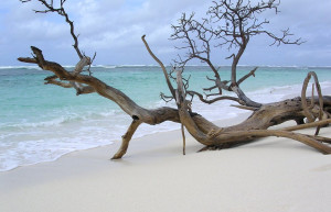 Пляж на острове Бёрд. Фото 3 – фотографии Сейшельских островов