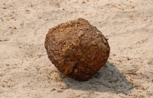 elevandi_pabul – фотографии Ботсваны