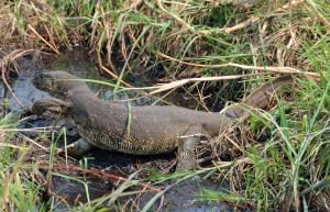 elukas – фотографии Ботсваны