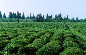 Зеленое поле. Очамчыра – фотографии Абхазии