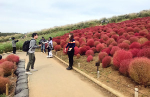 Большие сады парка Хитачи (Hitachi Seaside Park), Хитатинака, Япония – фотографии Японии