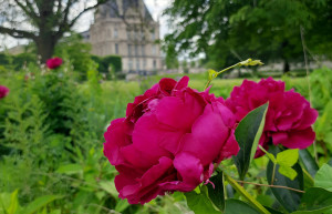 Сад Тюильри – фотографии Франции