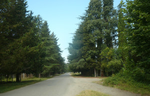 Лес. Гячрипш. Абхазия – фотографии Абхазии