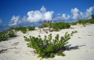 Остров Бёрд. Фото 2 – фотографии Сейшельских островов