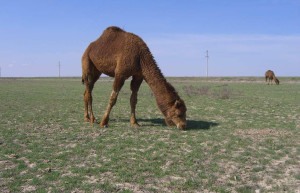 Туркестан, Казахстан, фото № 67608 – фотографии Казахстана