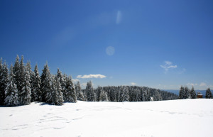 Природа в Пампорово, Болгария – фотографии Болгарии