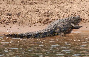 krokodill – фотографии Ботсваны