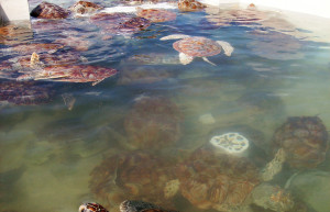 Ферма Черепах в Джорджтауне. Фото 1 – фотографии Каймановых островов