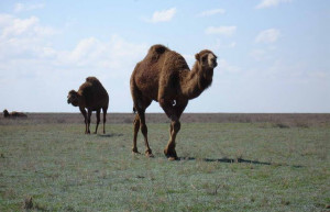 Туркестан, Казахстан, фото № 67607 – фотографии Казахстана