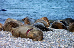 Лежбище морских котиков на острове Дюне, острова Гельголанд, Германия – фотографии Германии