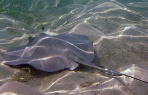 Скаты в водах на Литтл-Каймане, Каймановы острова. Фото 1 – фотографии Каймановых островов