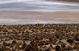 Салинас и Агуада-Бланка – фотографии Перу