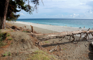 Упавшее дерево на берегу. Пицунда – фотографии Абхазии