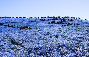 Национальный парк Хитачи в Хитатинака, Япония – фотографии Японии