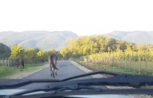 Домашние животные на прогулке – фотографии Абхазии