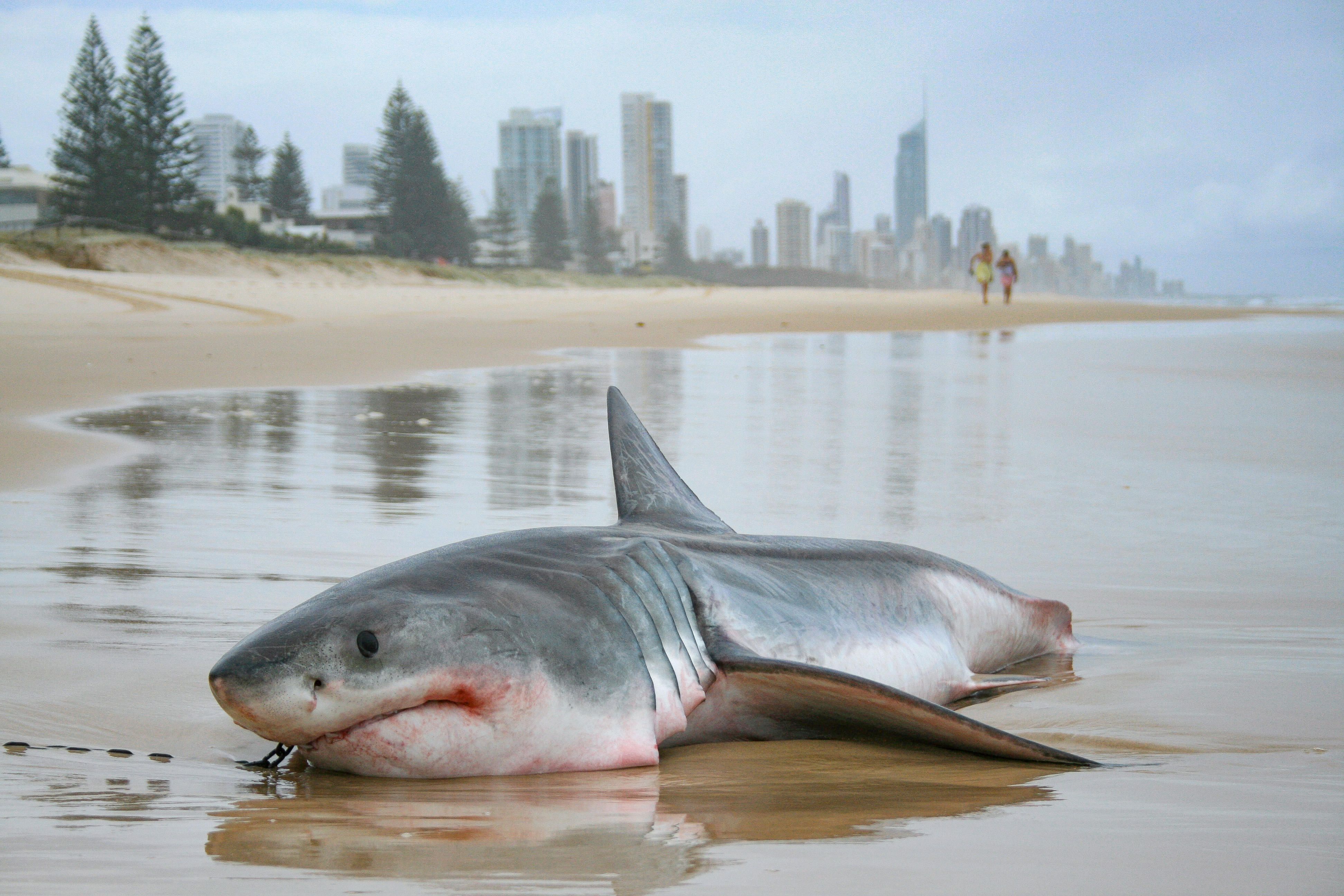 Акула в Австралии