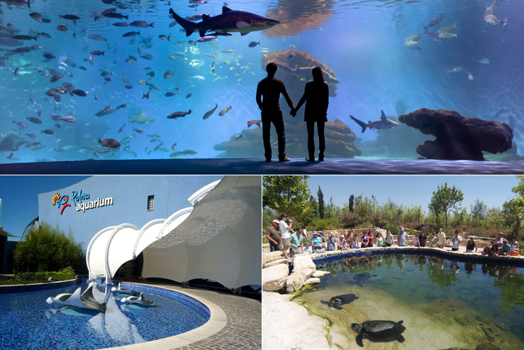 Пальма Аквариум (Palma Aquarium) Пальма Аквариум (Palma Aquarium)