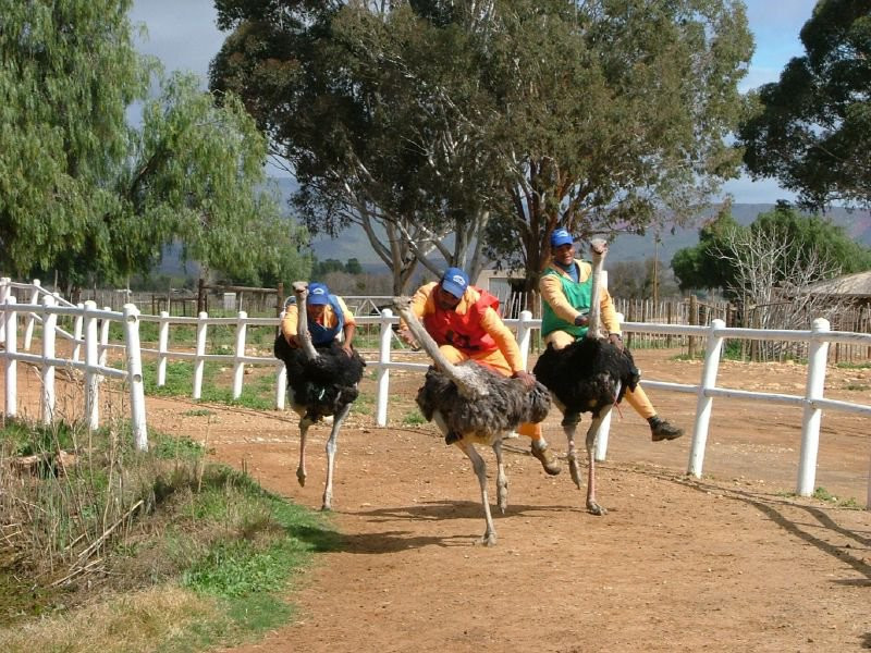 Страусиные бега фото