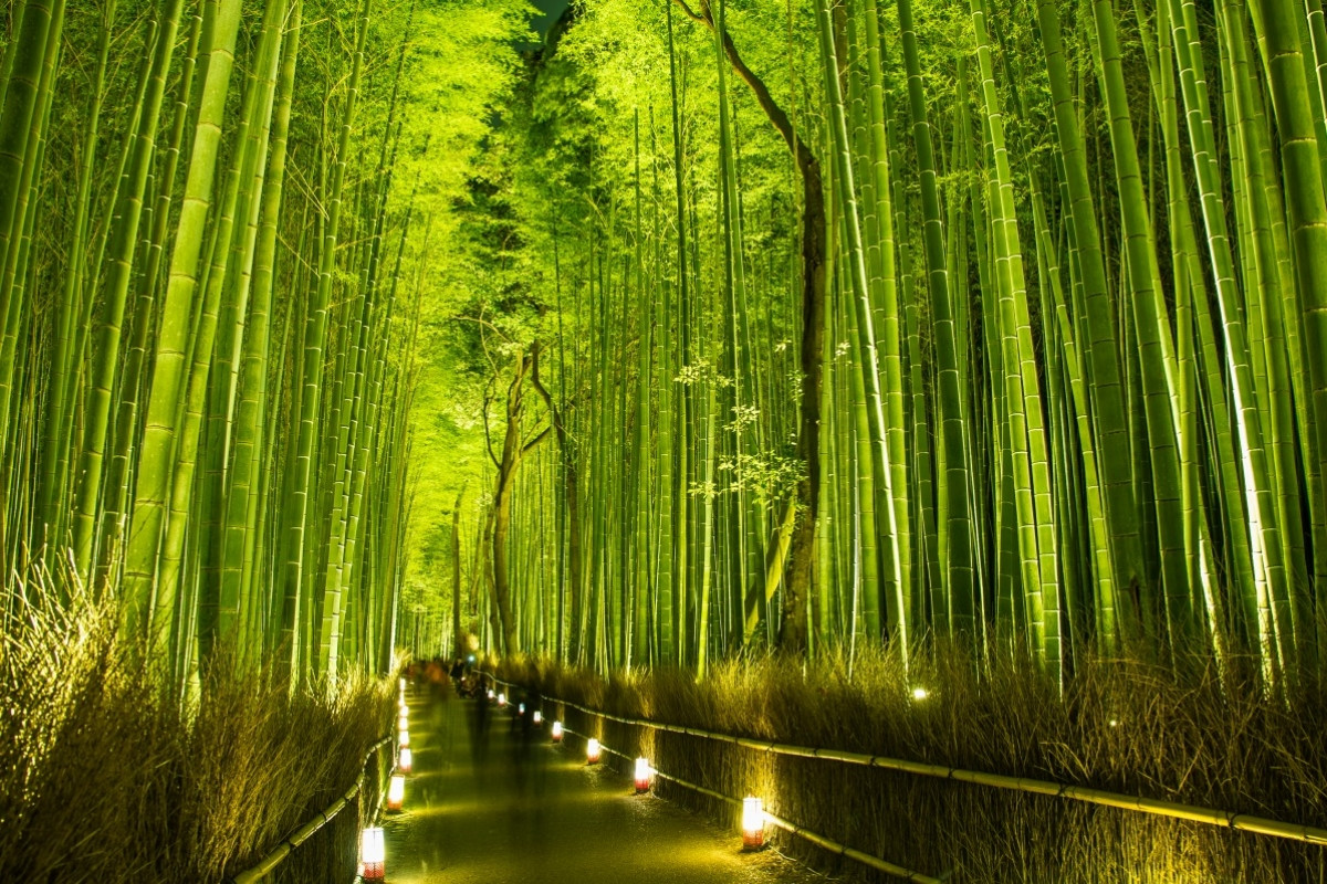 Бамбуковая роща Сагано (Япония)