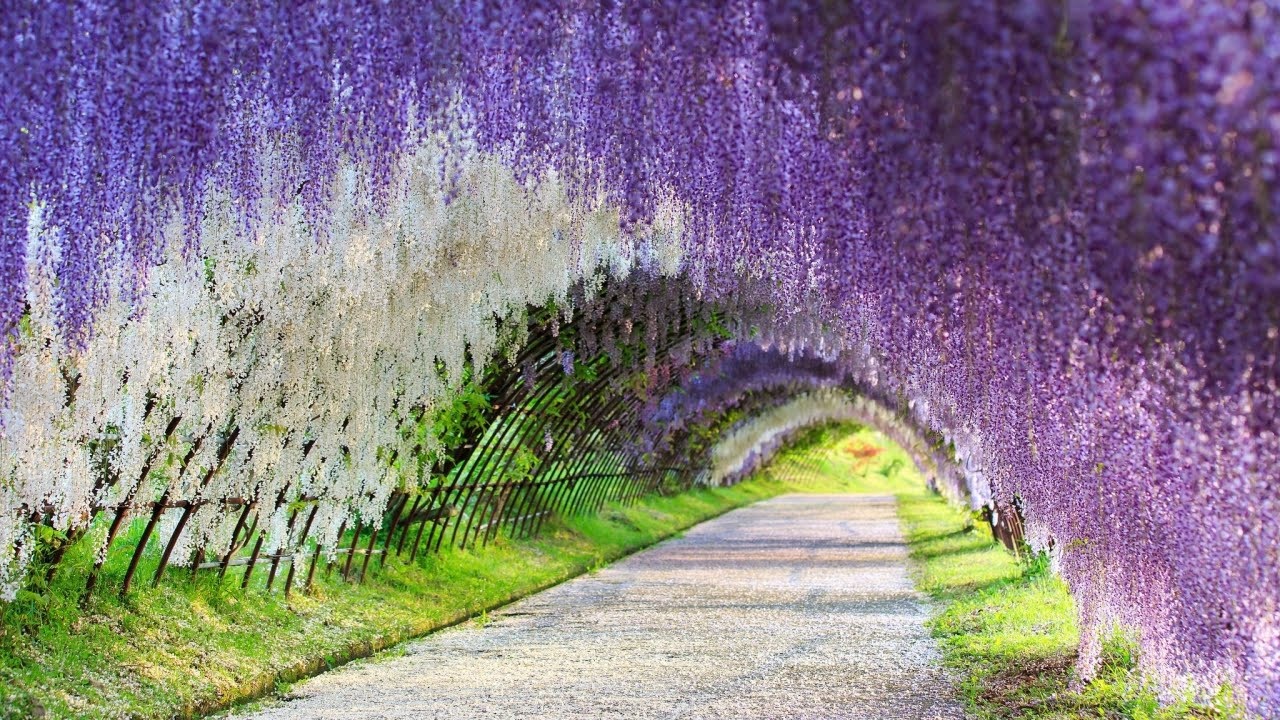 Сад Кавачи Фудзи (Kawachi Fuji Garden) в Японии — фотография, размер:  1280x720