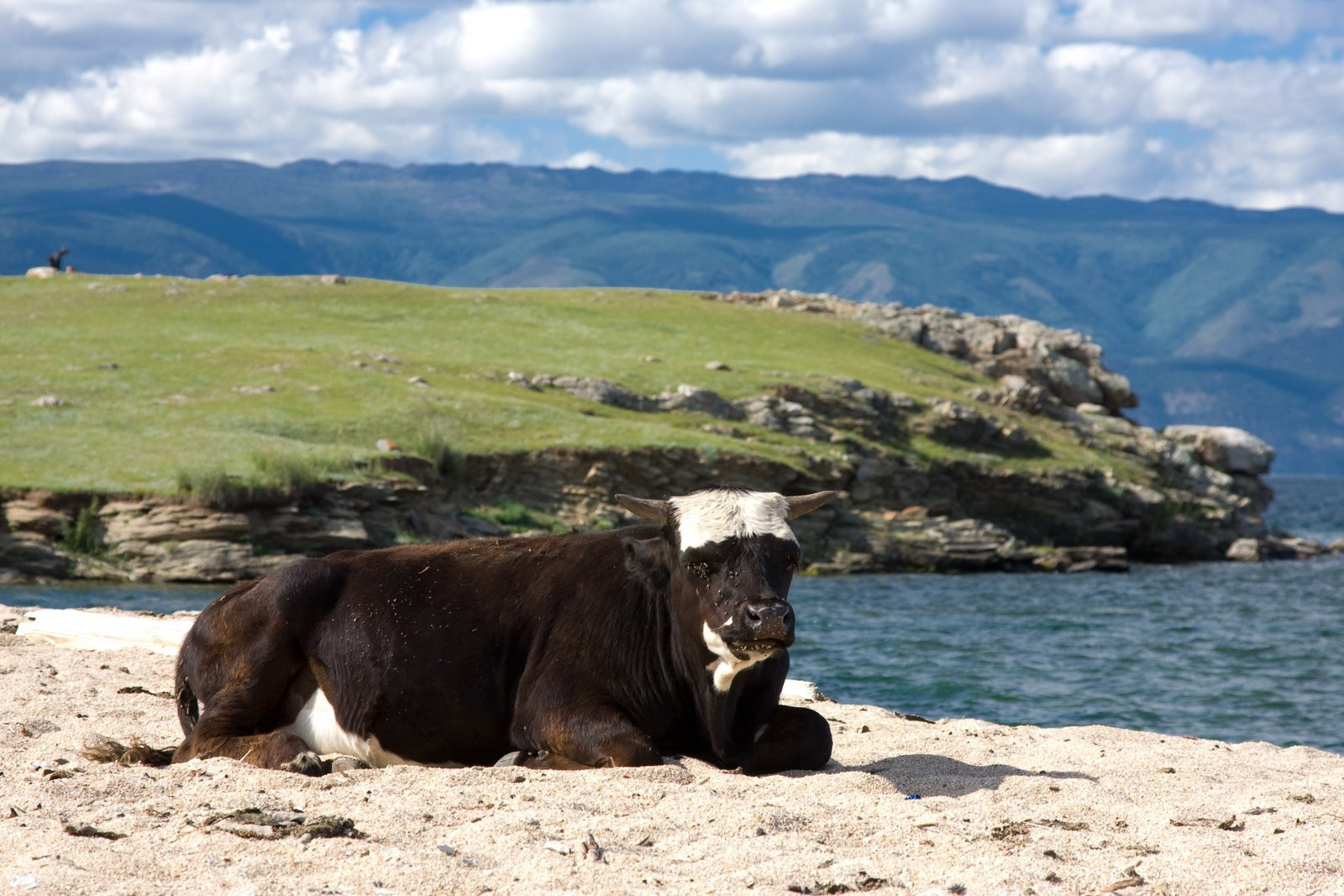 Коровы на Байкале