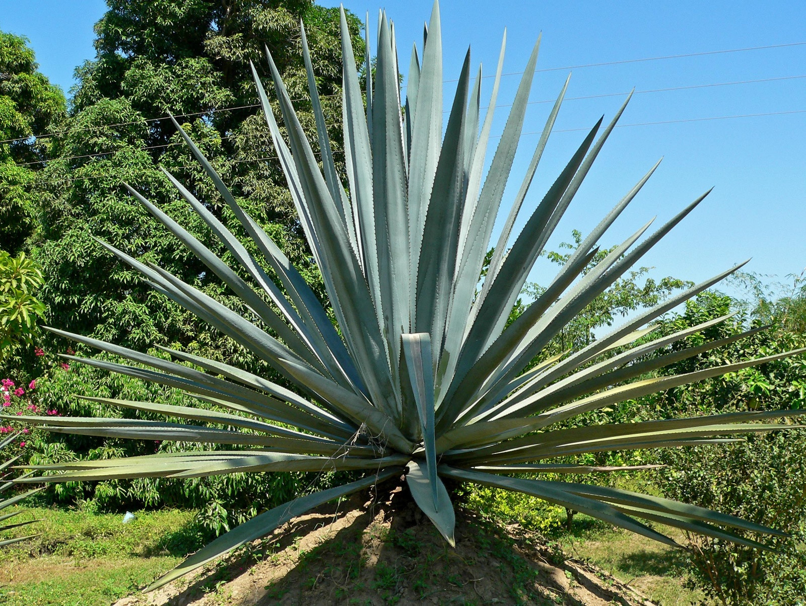 Растения в мексике