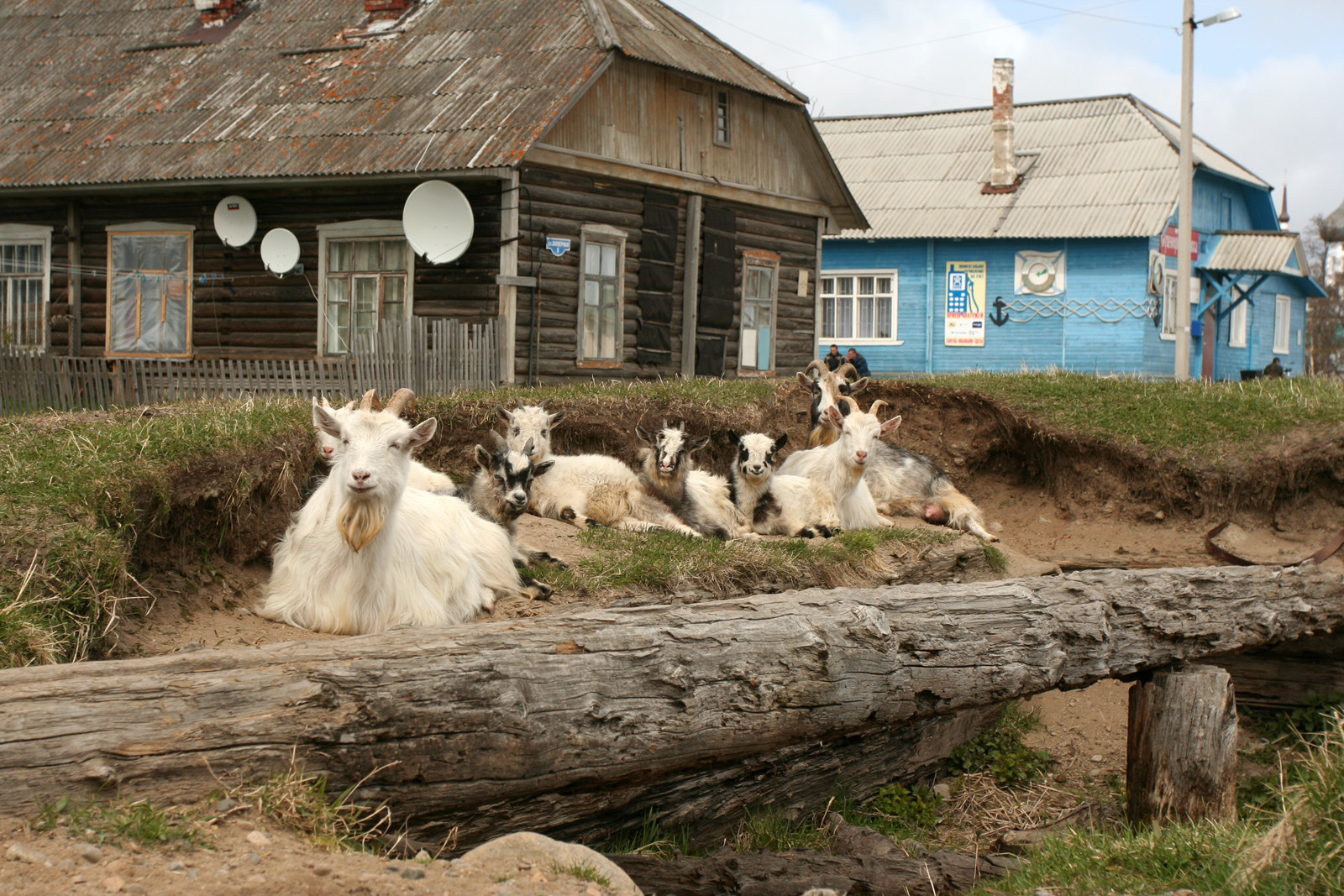 Козы на Большом Соловецком острове — фотография, размер: 1600x1067