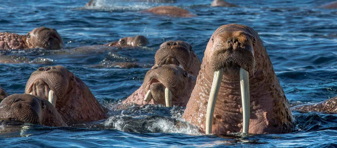 Моржи на камчатке фото