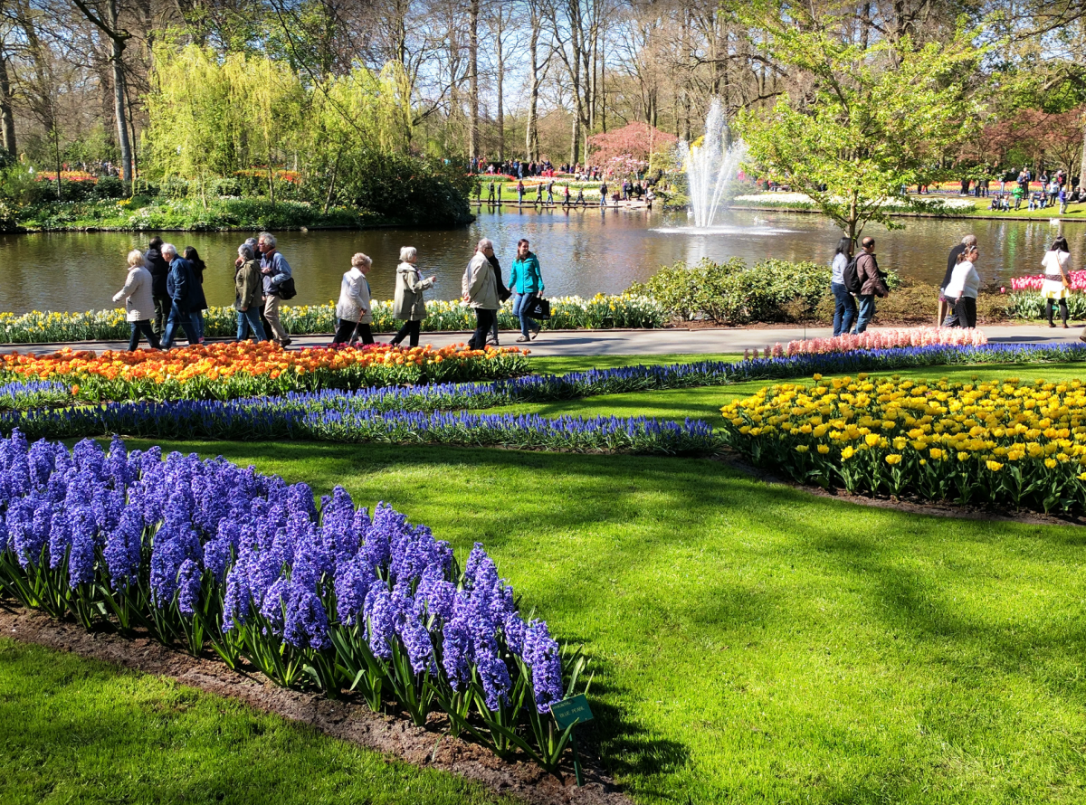 Кейкенхоф парк Нидерланды. Парк « Keukenhof“ в Голландии. Амстердам парк цветов Кейкенхоф. Парк-сад кёкенхоф в Лиссе..