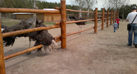 Страусиная ферма в Барнауле