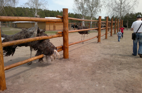 Страусиная ферма в Барнауле