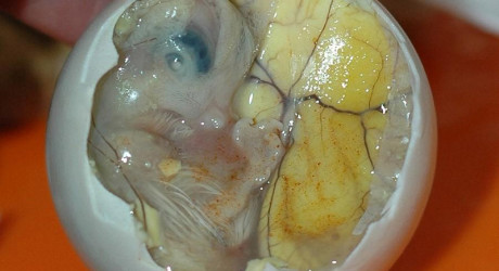 «О вкусах не спорят» или Самые отвратительные блюда мира