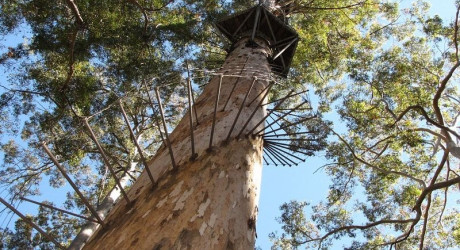 Пожарные «дозорные деревья» в США и Австралии