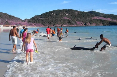 В Бразилии дельфины выбросились на пляж....