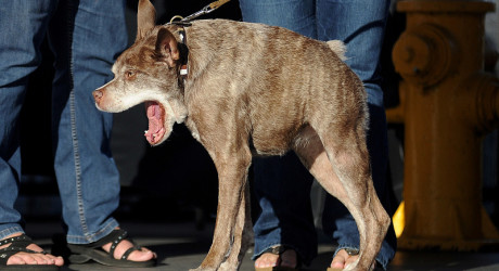 В Штатах завершился конкурс самых некрасивых собак